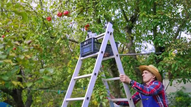 Agricultor Cosechando Manzanas Del Árbol Cosecha Manzanas Rojas Orgánicas Agrícolas — Vídeos de Stock