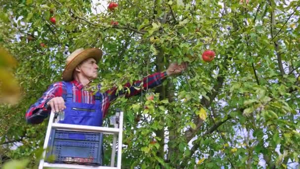 Çiftçi Olgun Kırmızı Elmayı Topluyor Organik Taze Elma Bahçesi Hasadı — Stok video