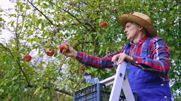 Sklizeň Zemědělských Ekologických Červených Jablek Farmář Sklízí Jablka Stromu — Stock video
