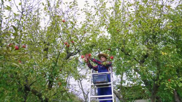 Farmer Przyniósł Drabinę Odebrania Hodowca Owoców Zbierający Jabłko — Wideo stockowe