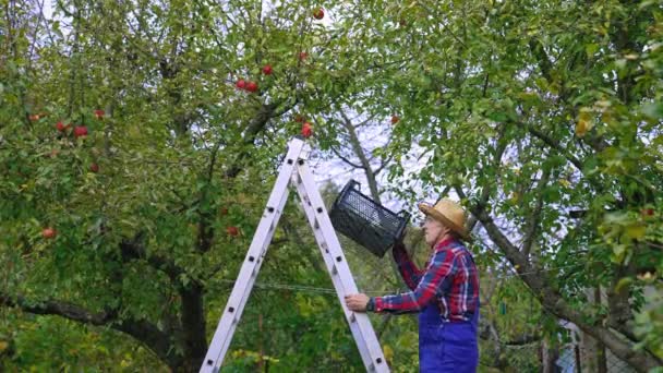 Çiftçi Ağaçtan Kırmızı Elmaları Topluyor Organik Tarım Ağacı Hasat Etme — Stok video