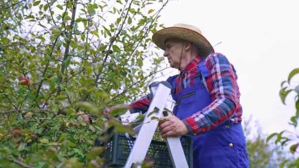 Sklizeň Jablek Farmáře Stromu Sbírání Šťavnatých Jablek Větví Stromů — Stock video