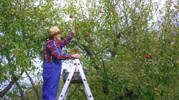 Organik Tarım Ağacı Hasadı Çiftçi Ağaçtan Kırmızı Elmaları Topluyor — Stok video