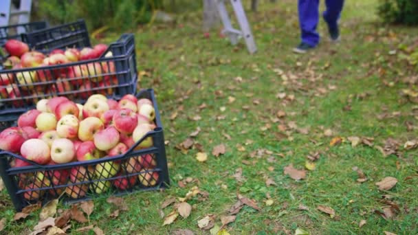 Çiftlikte Elma Toplayan Erkek Çiftçiye Yakın Çekim Kırmızı Elma Hasat — Stok video
