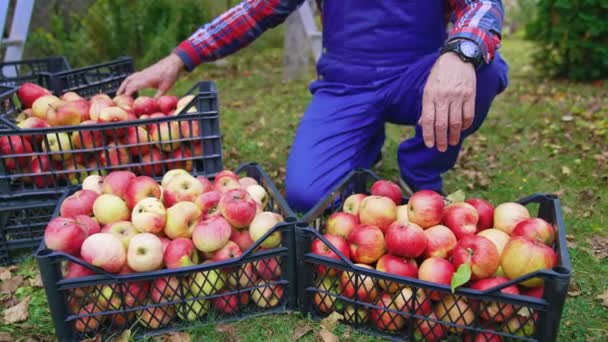 Przystojny Rolnik Zbierający Czerwone Jabłka Zbliżenie Rolnika Zbierającego Jabłka Farmie — Wideo stockowe