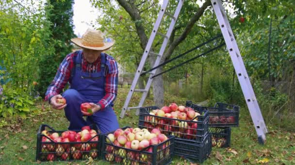 Farmář Klobouku Sbírá Jablka Košíku Ekologické Čerstvé Letní Ovoce Bušketách — Stock video