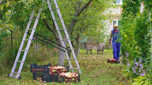 Agricultor Frutas Colhendo Uma Maçã Agricultor Trazendo Uma Escada Para — Vídeo de Stock