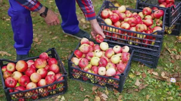 Świeżo Zebrane Jabłka Farmie Czerwone Dojrzałe Jabłka Zbierane Polu — Wideo stockowe