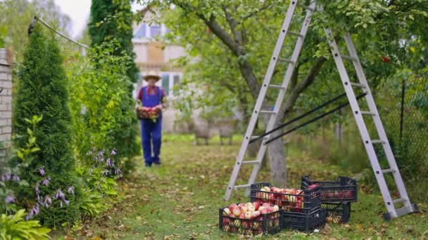 Biologisch Vers Zomerfruit Busjes Boer Met Hoed Appels Oprapen Mand — Stockvideo