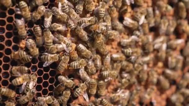 在蜂房工作的蜜蜂的近身工作 蜂群聚集在蜂窝上 — 图库视频影像