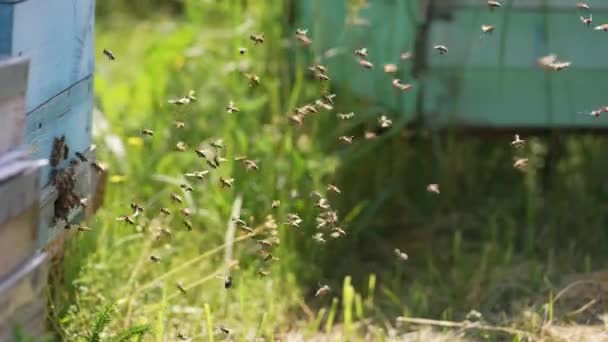 Pszczoły Latające Wokół Ula Zbliżenie Rój Pszczół Miodnych Latających Wokół — Wideo stockowe