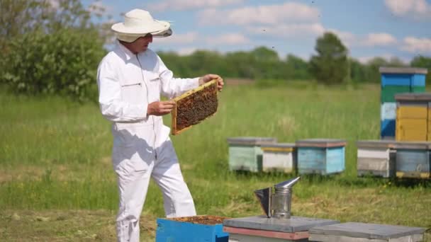 Muž Včelař Pracující Úly Zemědělský Letní Hmyz Pracovník Ochranném Obleku — Stock video