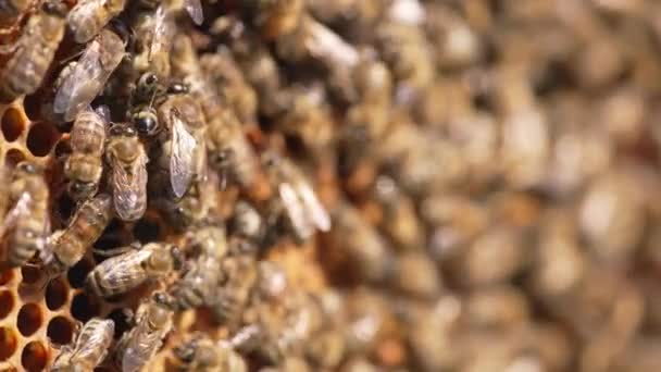 蜂蜡昆虫夏天的蜂窝 在蜂房工作的蜜蜂的近视 — 图库视频影像