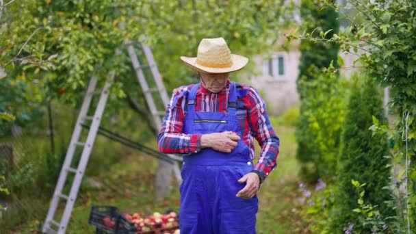 Bahçe Elmaları Sepetlere Toplanıyor Taze Meyve Sepetlerle Çalışan Çiftçi — Stok video