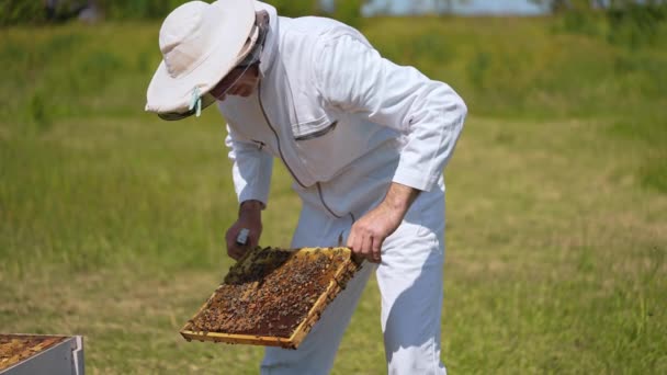 Pszczelarz Specjalnym Mundurze Pracujący Ulem Drewniane Letnie Ramy Woskowe Nektarowe — Wideo stockowe