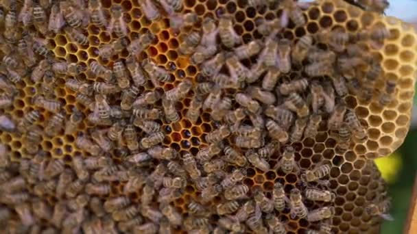 蜜蜂成群结队地聚集在蜂窝上 蜜蜂在蜂窝里工作的特写镜头 — 图库视频影像