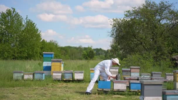 Сельскохозяйственные Летние Насекомые Защитном Костюме Пчеловод Работающий Ульями — стоковое видео