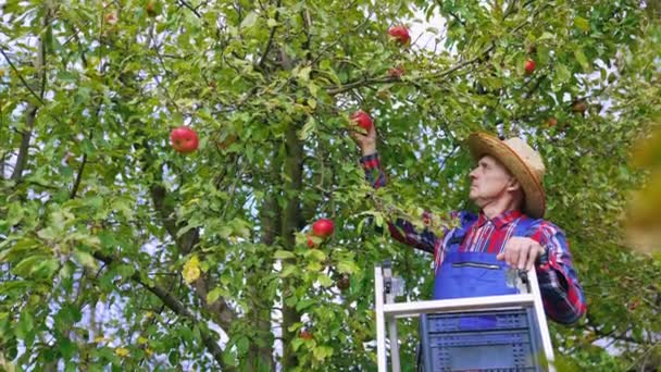 Chovatel Jablek Sklízí Čerstvé Ovoce Stromu Chovatel Ekologických Potravin Sbírá — Stock video
