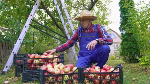 Γεωργική Καλλιέργεια Μήλων Καλάθια Εποχιακά Γλυκά Φρέσκα Μήλα Φρούτων Στον — Αρχείο Βίντεο