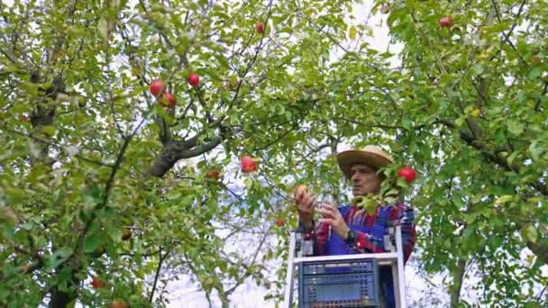 Organik Gıda Çiftçisi Taze Olgun Elma Topluyor Elma Çiftçisi Ağaçtan — Stok video