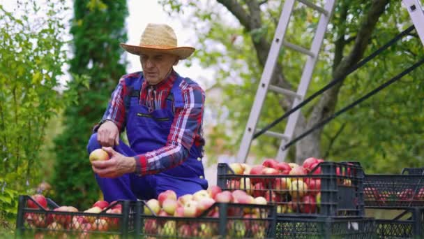 Organické Čerstvé Ovoce Koších Farmář Pracující Košíky Plnými Jablek — Stock video