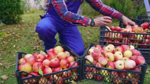 Farmář Pracuje Košíky Plnými Jablek Organické Čerstvé Ovoce Koších — Stock video