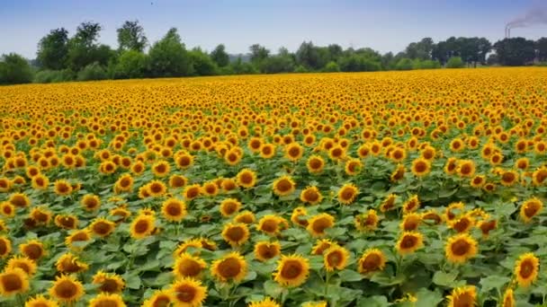 Büyük Sarı Çiftlik Ayçiçeği Tarlası Olan Yaz Manzaraları Çiçek Açan — Stok video