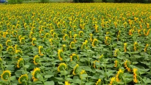Летние Поля Желтых Растений Цветущие Пейзажи Подсолнечника — стоковое видео