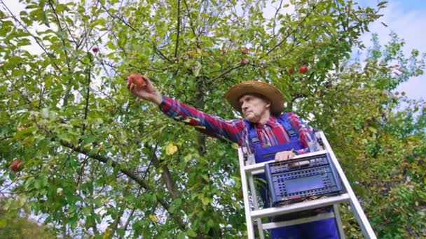 Profesyonel Çiftçi Ağaçtan Elma Topluyor Meyve Bahçesinde Tarım Endüstrisi — Stok video