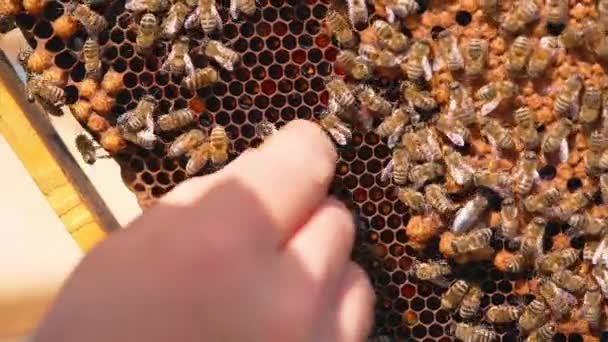 Natuurlijke Biologische Honingbijen Maken Sluiting Van Bijenteelt Landbouw — Stockvideo
