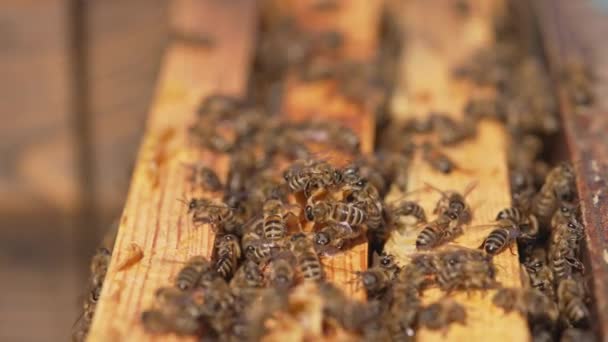 天然有机蜂蜜蜜蜂的制造 农业养蜂业的近况 — 图库视频影像