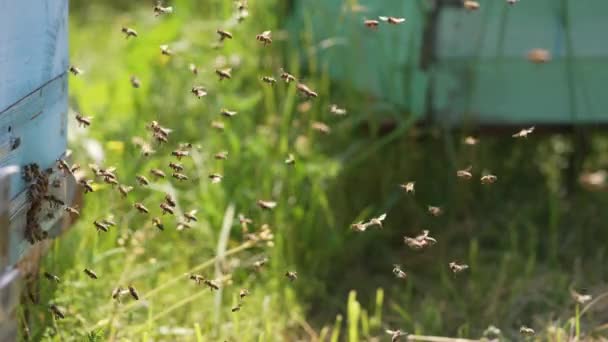 Arılar Bal Peteğinin Etrafında Uçuyor Arı Kovanında Uçan Bal Arıları — Stok video