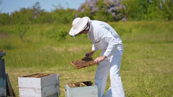 コムから蜂蜜を収穫する働き手 フィールドで作業する保護スーツの養蜂家 — ストック動画