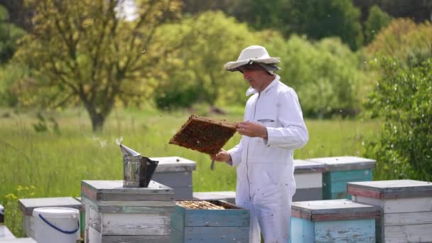 Сельскохозяйственные Летние Органические Соты Пасеки Человек Форме Работает Пчеловодом Пасеке — стоковое видео