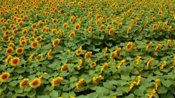 Bloeiende Landbouw Zonlicht Velden Luchtfoto Van Het Gele Zonnebloemenveld — Stockvideo