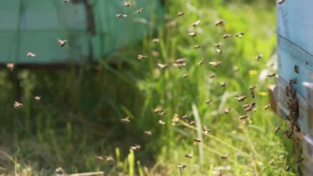 Abejas Volando Cerca Colmena Enjambre Insectos Apicultores — Vídeos de Stock
