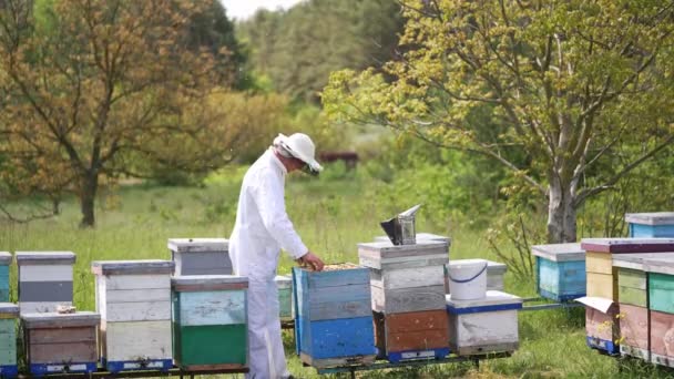 Muž Včelař Uniformě Pracující Poli Úlů Včelařský Pracovník Ochranné Uniformě — Stock video