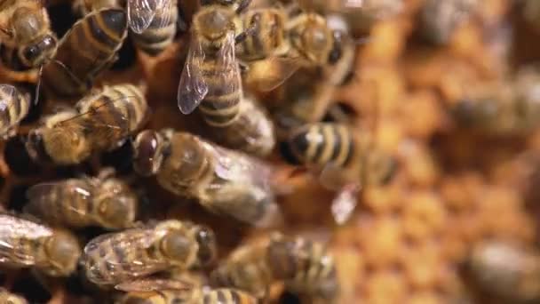 Dichtbij Zicht Bijen Die Korf Werken Drukke Bijen Oogsten Zomerhoning — Stockvideo