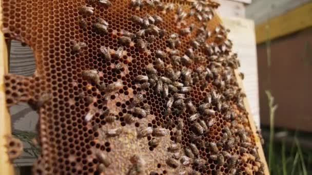 Meşgul Arılar Yaz Balını Hasat Ediyor Kovanda Çalışan Arıların Yakın — Stok video