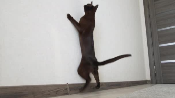 Aantrekkelijke Donkere Kat Die Met Zonlicht Speelt Schattig Speels Jong — Stockvideo