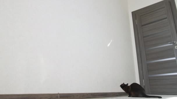 Очаровательная Тёмная Кошка Пытается Поймать Свет Забавный Котенок Прыгает Стену — стоковое видео
