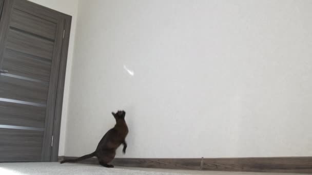 Забавный Котёнок Прыгает Стену Очаровательная Тёмная Кошка Пытается Поймать Свет — стоковое видео