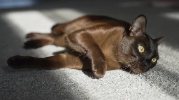 Lustige Miezekatze Auf Dem Boden Liegend Dunkel Flauschig Süße Haustier — Stockvideo