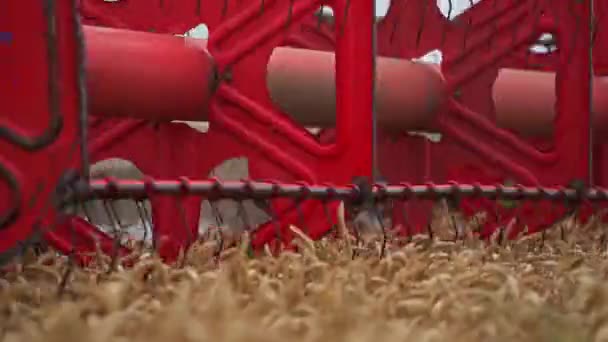 Große Mähdrescher Ernten Goldenen Weizen Getreidefelder Für Die Landwirtschaft — Stockvideo