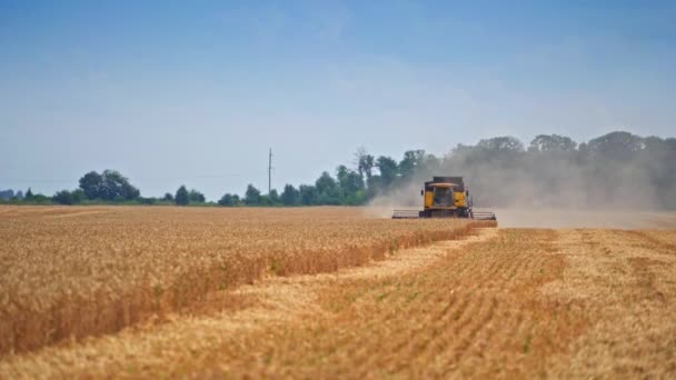 Zemědělská Kombinace Terénu Sklizeň Zemědělské Půdy Pšeničném Poli — Stock video
