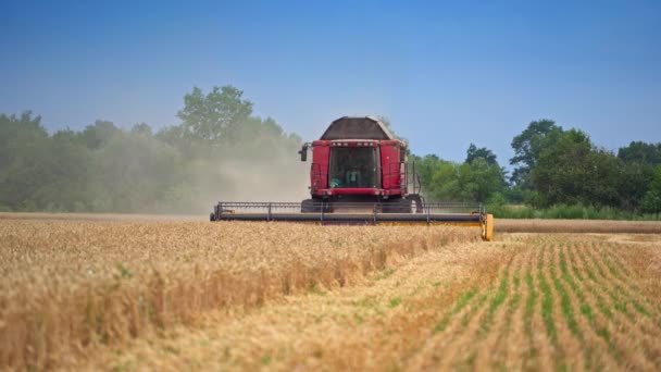 農業用シリアル農場 ゴールデン小麦を収穫する大きな組み合わせ — ストック動画