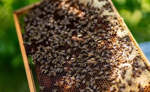 Пчелы Роятся Сотах Пасеке Весной — стоковое фото