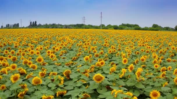 Solsikkeplantage Til Landbrugsformål Farmlands Frø Blomster Blomstrer Sommeren Grønne Træer – Stock-video