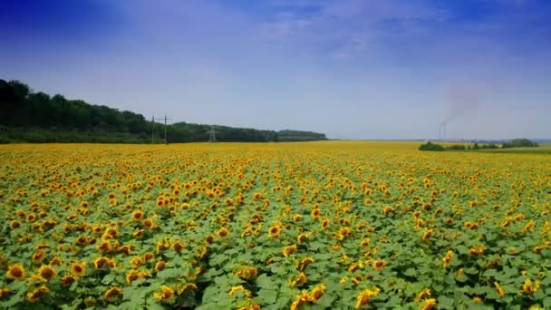 Seizoen Van Gele Bloeiende Zonnebloemen Drone Vliegen Het Landbouwgebied Van — Stockvideo