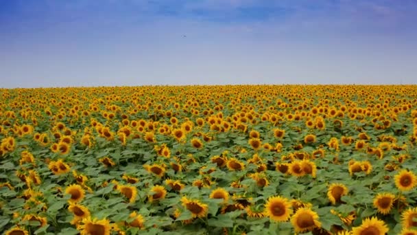 農業太陽の花の活気のある農地 花で覆われた野原 ドローンは美しい黄色いフィールドを撮影しました — ストック動画